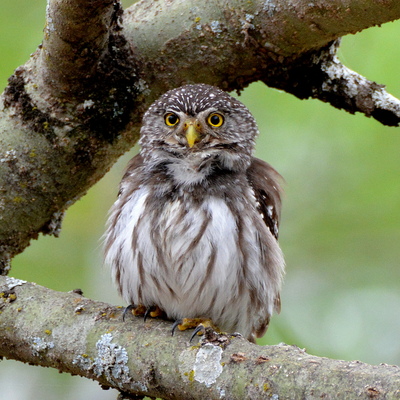 Yungas Pygy Owl